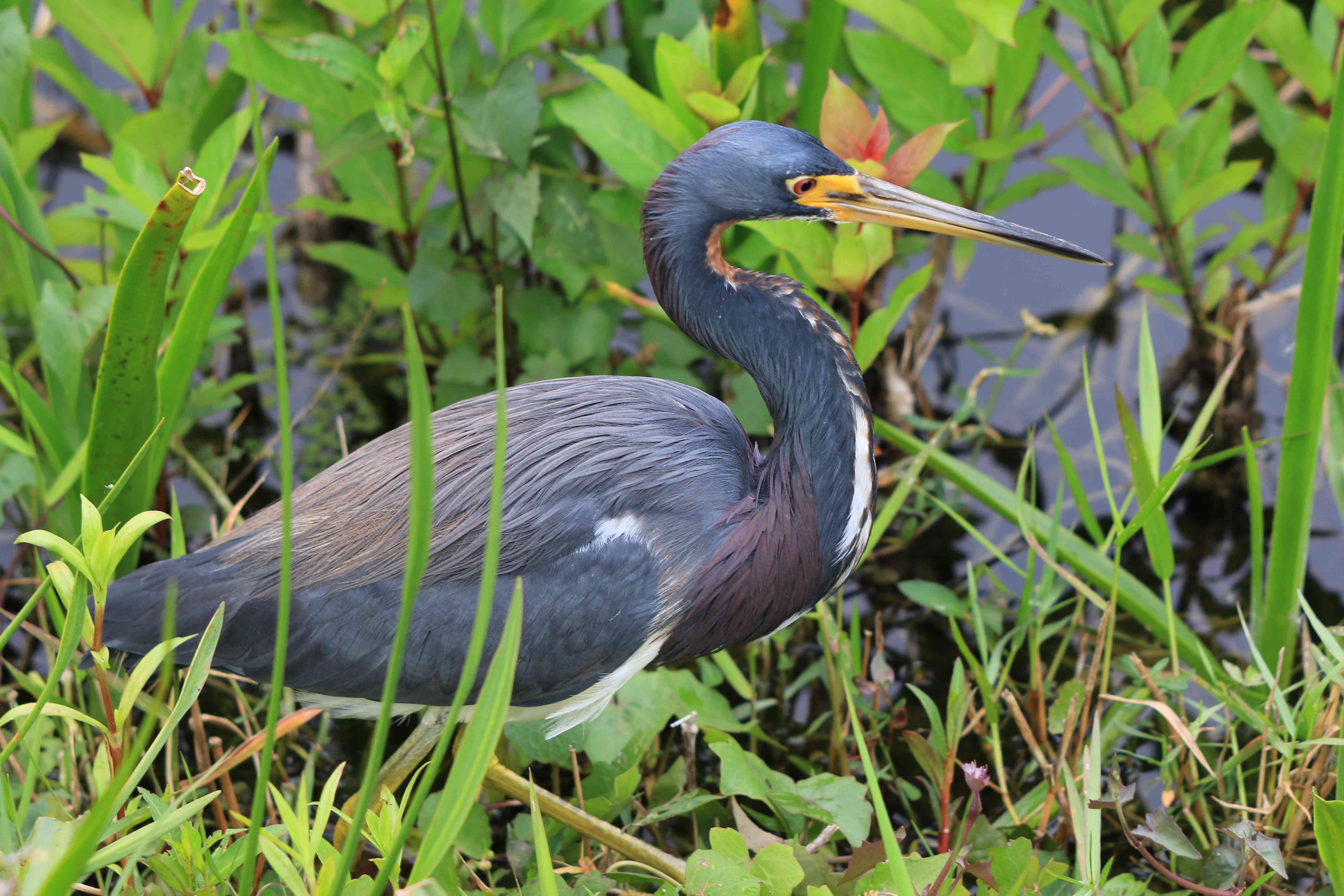 Tricolored Heron